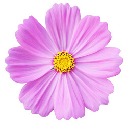 Pink Cosmos flower isolated on white background.