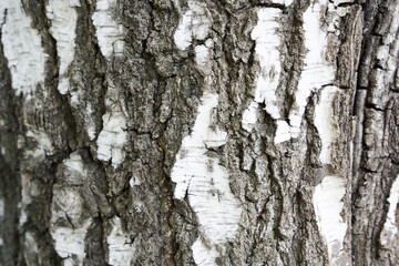 The trunk of a birch tree. Black and white stripes and cracked natural texture of Russian birch...