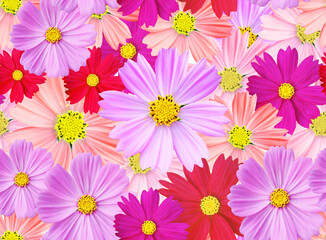 Obraz na płótnie Canvas Cosmos flowers seamless pattern. full colored cosmos.