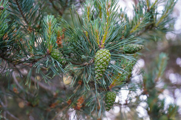 Close up of small green pine cones in a pine tree
