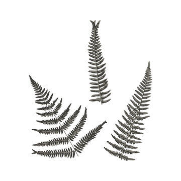 Fern print.  The scanned fern is real. 