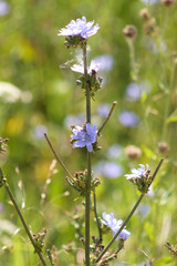 Blue common chicory closeup view with selective focus on foreground