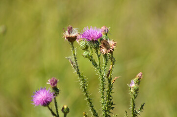 Spiny plumeless thistle in bloom closeup view with green blurred background