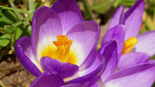violet crocus flower time lapse bloom macro opening blossom close up top view Krokus Zeitraffer &ouml;ffnende Bl&uuml;te makro