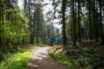 Single track road in the middle of a forest in the summer