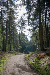 Single track road in the middle of a forest in the summer