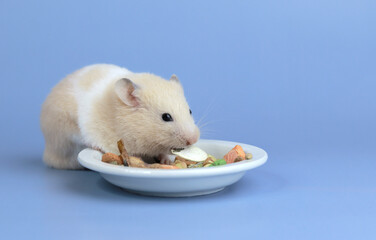 Dwarf fluffy hamster, cat food on a blue background close-up.