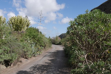 Fototapeta premium Wanderweg Barranco Kanaren bei Las Palmas de Gran Canaria