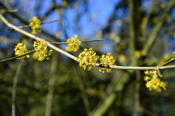 gelbe Blüten im Frühling,Kornelkirsche