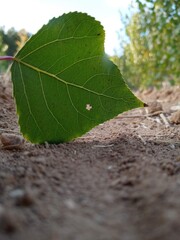 leaf on the stone