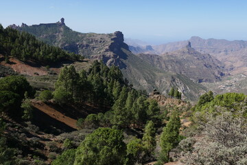 Fototapeta na wymiar Berglandschaft mit Kiefern auf Gran Canaria
