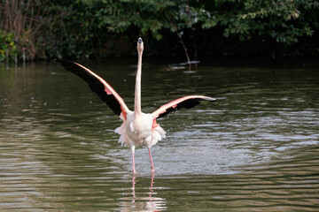 Pink flamingo running in the water