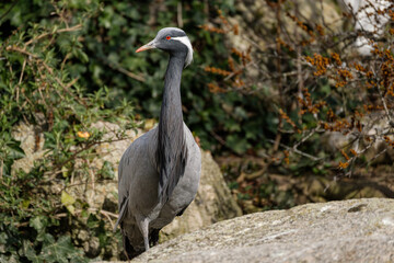 Common crane in the wild