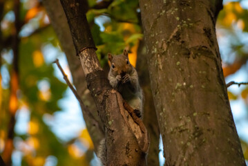 A squirrel in a tree