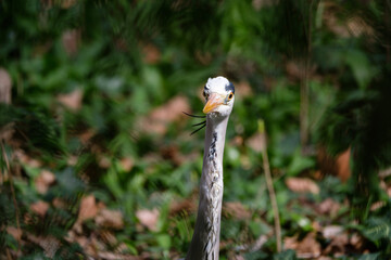 Grey heron portrait