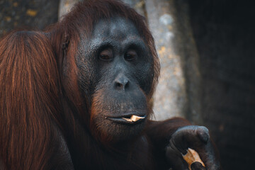 Close up portrait of an Orangutan eating 