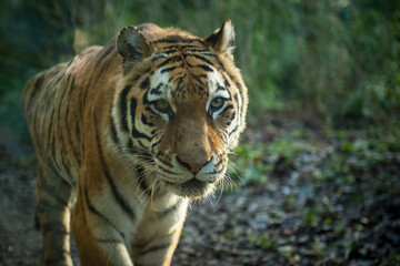 Fototapeta na wymiar Close up portrait of a Tiger 
