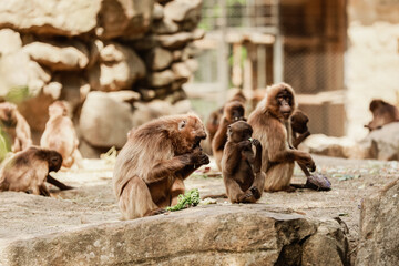 Obraz premium group of monkeys sit on a rock and eating vegetables in their natural habitat. Animal wildlife