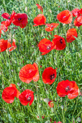 Fototapeta premium colorful red poppy flowers in the meadow