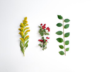 Branch of green leaves, wild red berries, and yellow wildflowers isolated on a white background. Flat lay, top view.