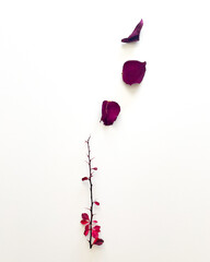 Minimalist red rose petals and plant stem isolated on a white background