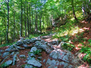 Dirt path covered with large stones leading through a beech forest towards Komna in Slovenia with sun shining through the canopy