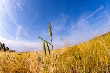 spica of wheat in corn field