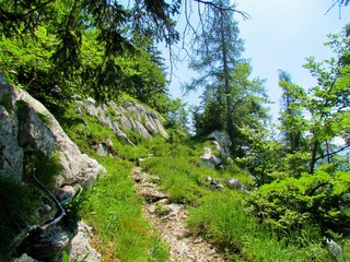 Fototapeta na wymiar Mountain trail in Triglav national park and Julian alps in Slovenia surrounded by large rocks and spruce trees
