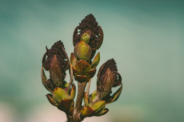 The first leaves and swollen lilac buds in the spring. Lilac buds open in early spring. A natural background. Blurred background