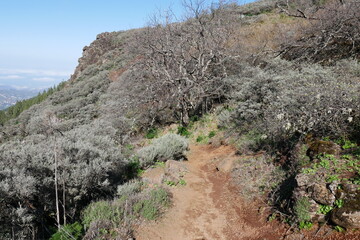 Berglandschaft mit Kiefern auf Gran Canaria