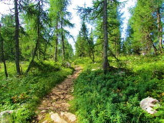 Obraz premium Path leading through a larch forest in Triglav national park and Julian alps, Slovenia with lush vegetation covering the ground in summer