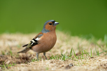 Common chaffinch looking for food in a meadow