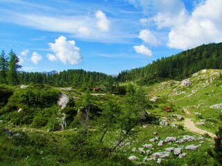 High mountain pasture at Dedno polje with larch forest in the back in Triglav national park and...