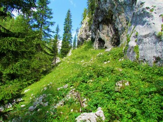 Meadow covering a steep slope above Planina Jezoro in Triglav national park and Julian alps,...