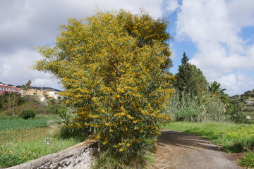 Gelb blühender Baum auf Gran Canaria
