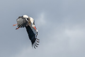 White stork (ciconia ciconia) in flight in a village.