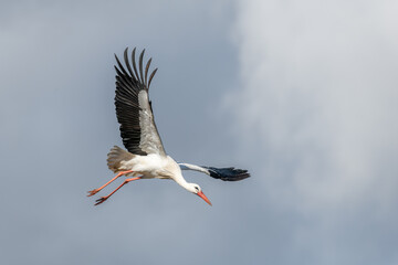 White stork (ciconia ciconia) in flight in a village.