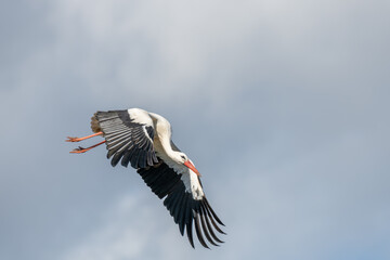 White stork (ciconia ciconia) in flight in a village.