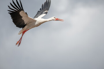 White stork (ciconia ciconia) in flight in a village.