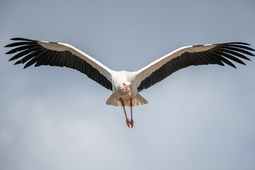 White stork (ciconia ciconia) in flight in a village.