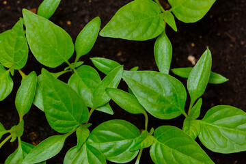 seedlings of red pepper with sprouts in the ground