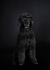 poodle in studio