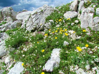 Alpine wild garden with white blooming silvery yarrow (Achillea clavennae) and yellow hawkbit...
