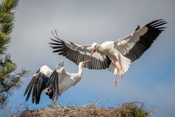 Couple of white stork (ciconia ciconia) in courtship display. © bios48