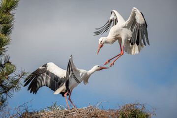 Couple of white stork (ciconia ciconia) in courtship display. © bios48