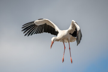 White stork (ciconia ciconia) in flight in a village.