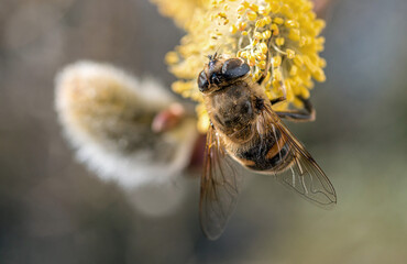 Biene (Apis mellifera) sammelt Nektar im Frühling, Weidenkätzchen (Salix caprea). Bayern, Deutschland