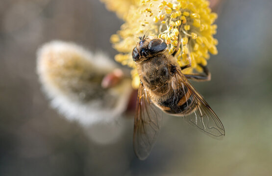 Biene (Apis mellifera) sammelt Nektar im Fr&uuml;hling, Weidenk&auml;tzchen (Salix caprea). Bayern, Deutschland