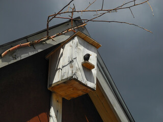 A birdhouse hangs on the roof, from which a starling looks out on a spring day