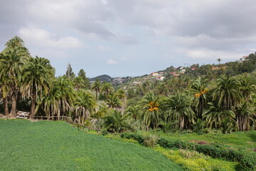 Palmenhain Satautejo in Santa Brígida auf Gran Canaria - obrazy, fototapety, plakaty